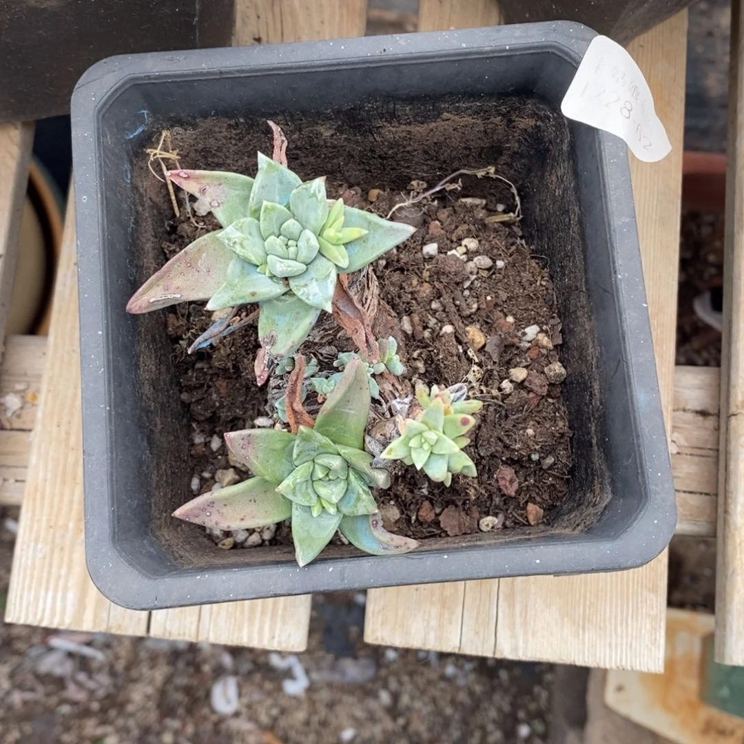 62号苹果叶小可爱