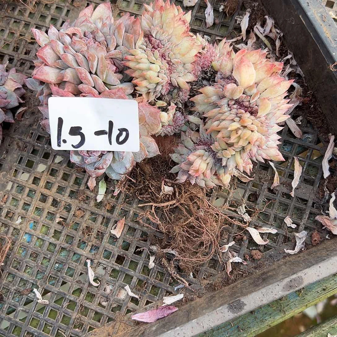 卡****1.5-10冰魄缀多肉植物