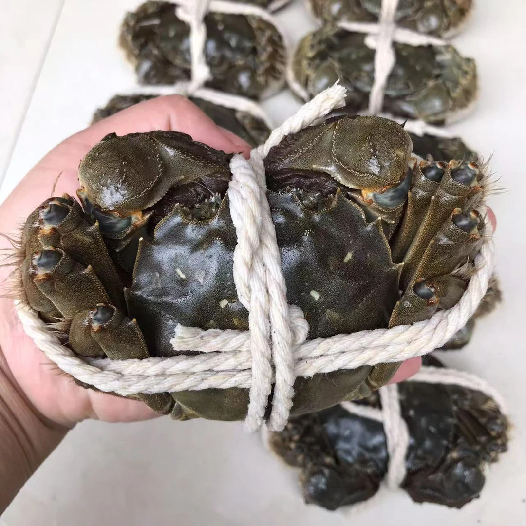 [活蟹] 大闸蟹全公蟹4-3.7两 8只 10只 螃蟹礼盒装 鲜活现捕现捞发货包邮