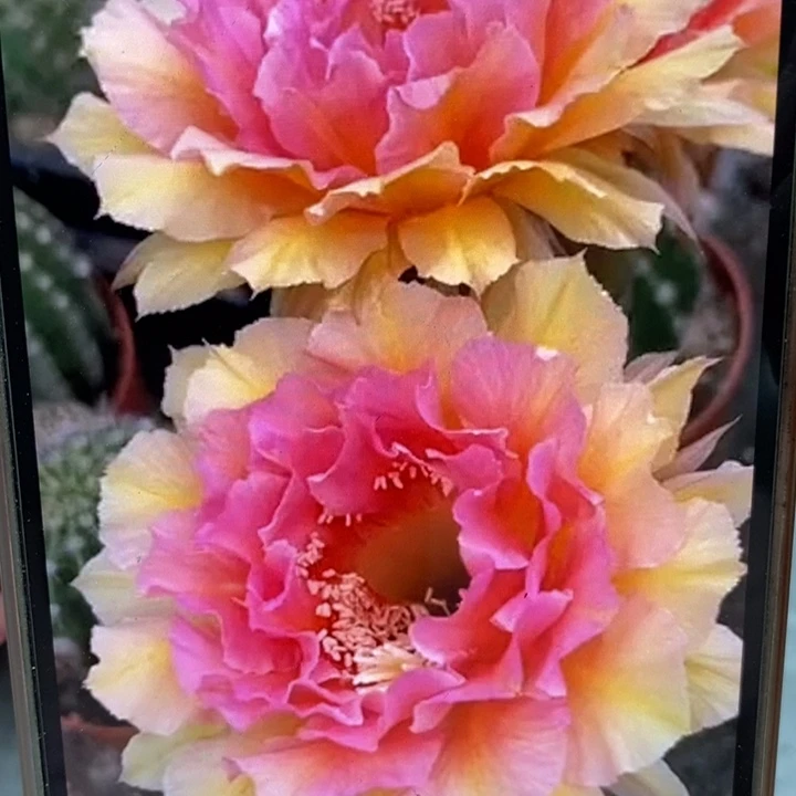 香香42号侧芽4.5公分左右