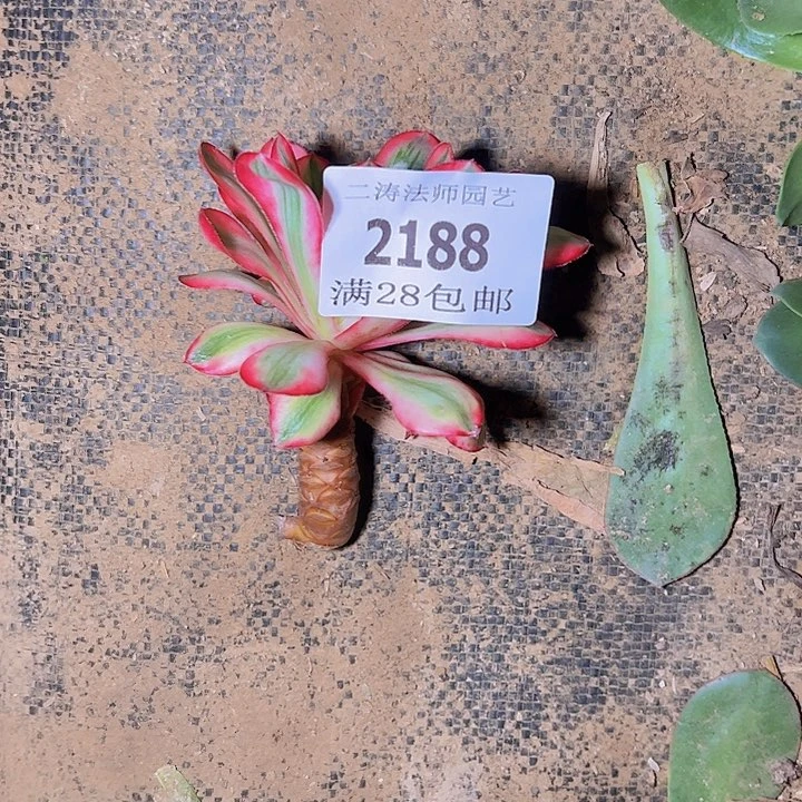 用****12188爱丽丝多肉植物无根