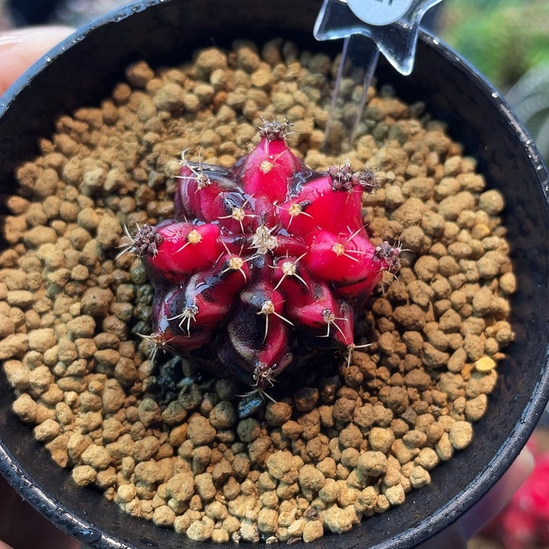 1-127名品上海侧芽3.1厘米