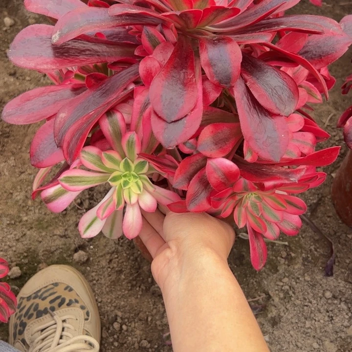 6035南美杜莎多肉植物