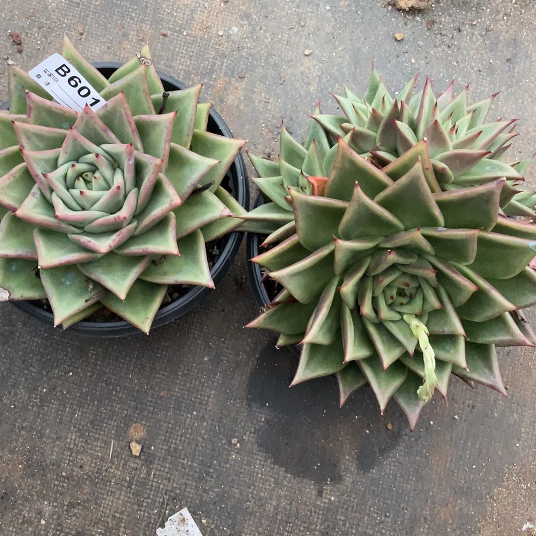 若如东云组拍B601
