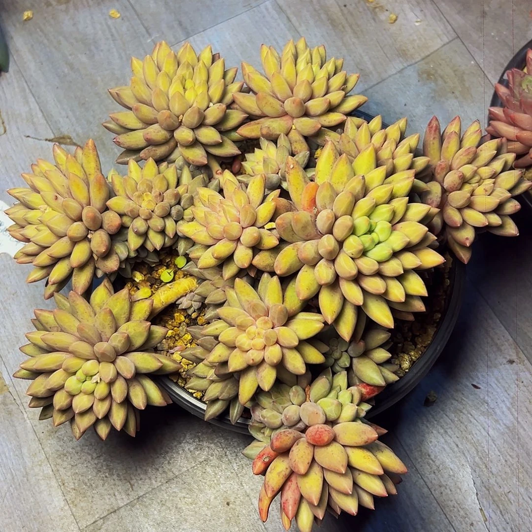 爱****美年达黄体水晶球一物一拍188元