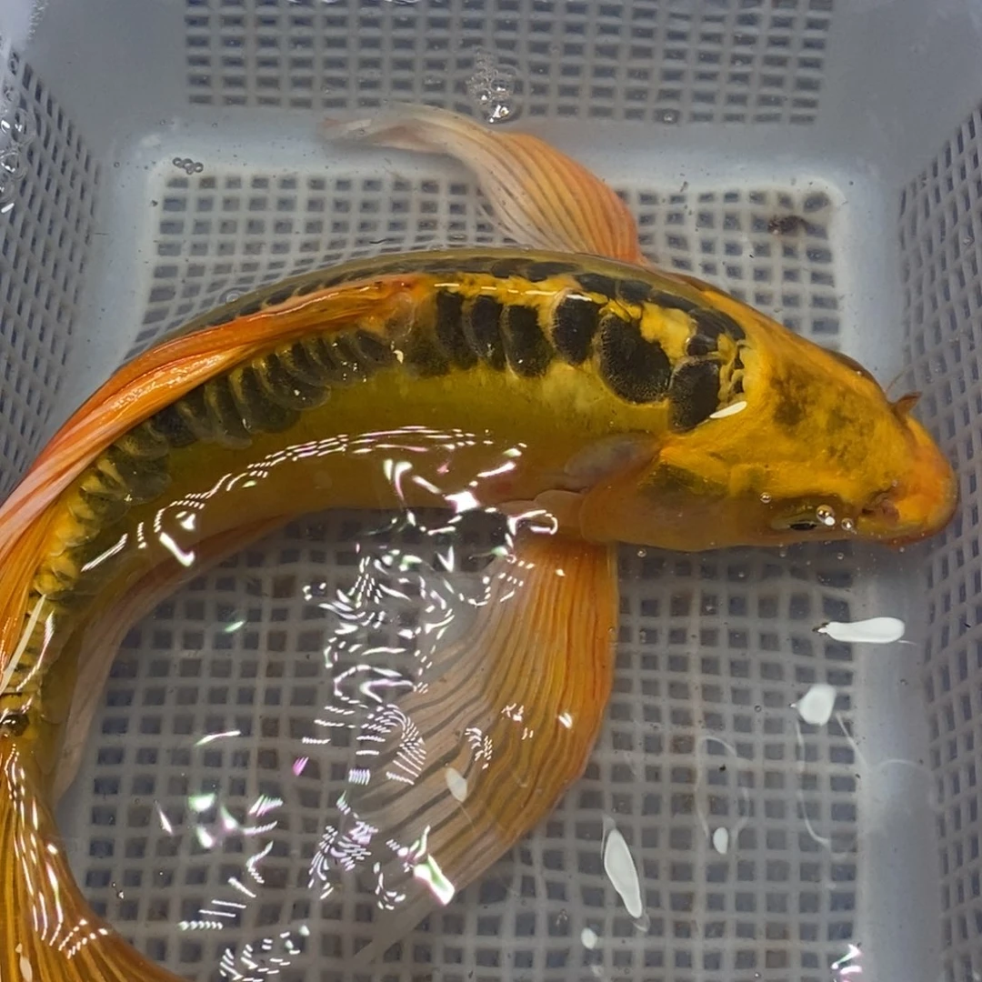 锦鲤锦鲤开衩充血掉鳞属于正常情况介意别拍