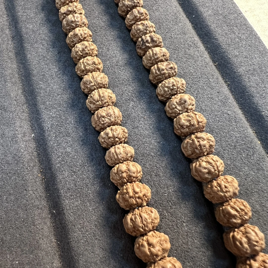 801勿里达五瓣纯血老树王