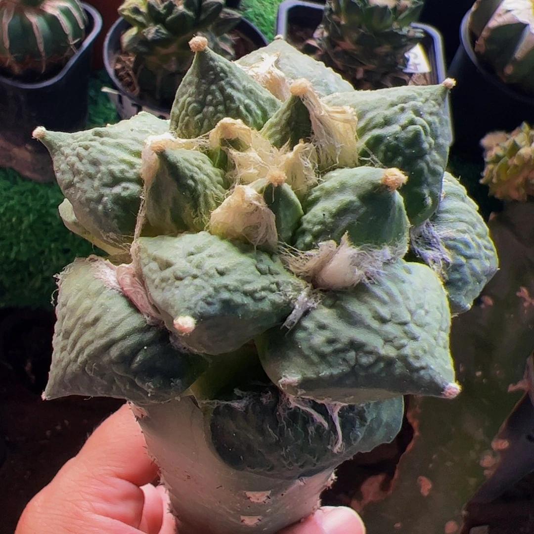无花朵福利龟甲怒涛牡丹011