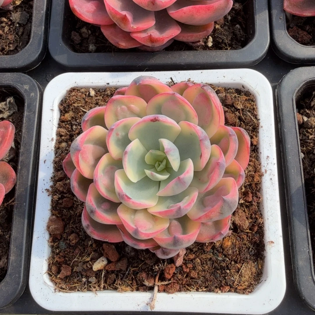 盛***荷雨滴锦锦上园艺一物一拍