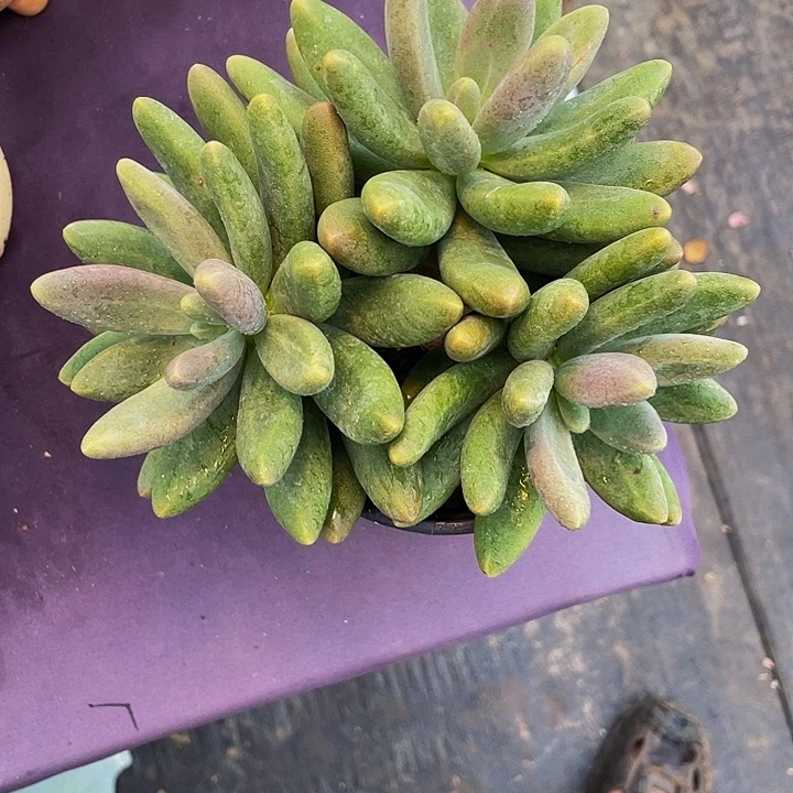 月****多肉植物多肉植物