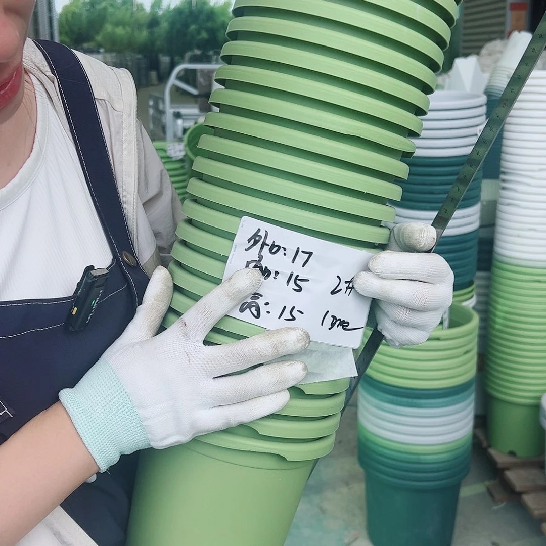 瑕疵四季盆2#果绿12个无托