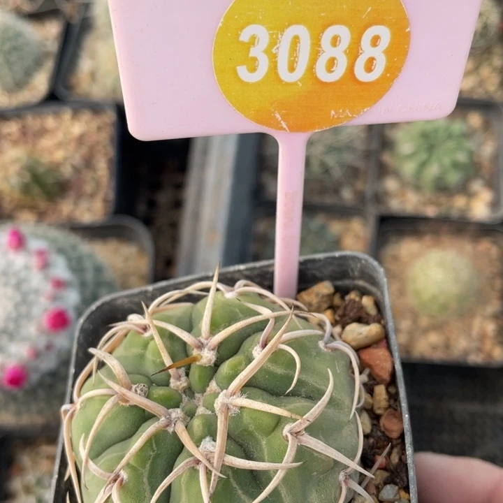 用***9实生三刺玉30880000000