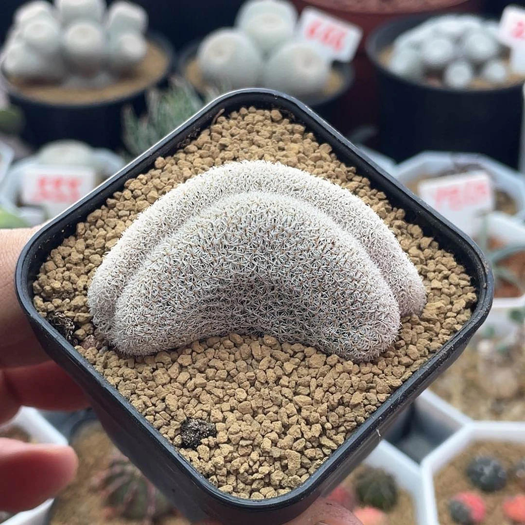 月世界肠缀 致远多肉