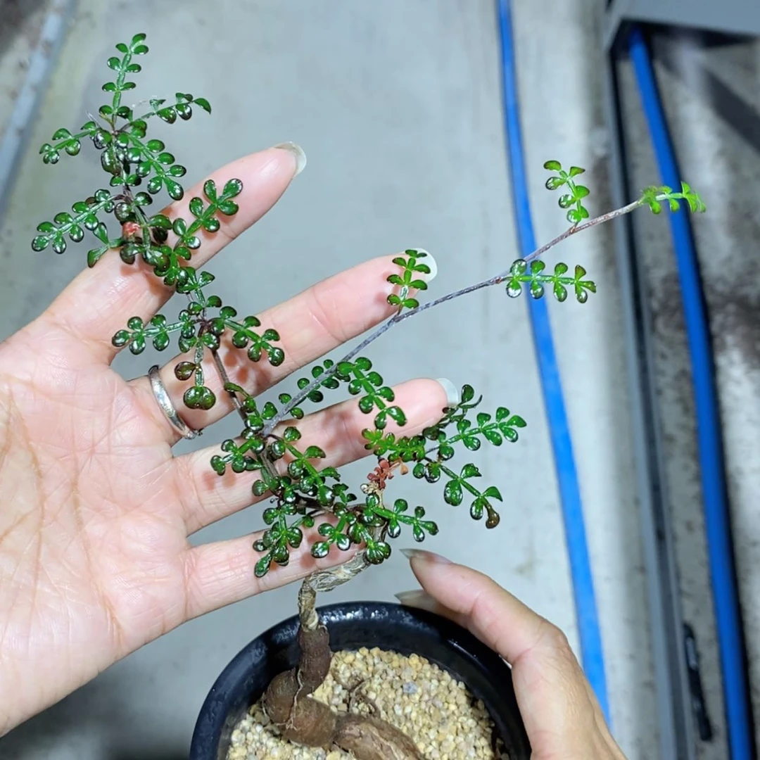 【闪购商品】列加漆树