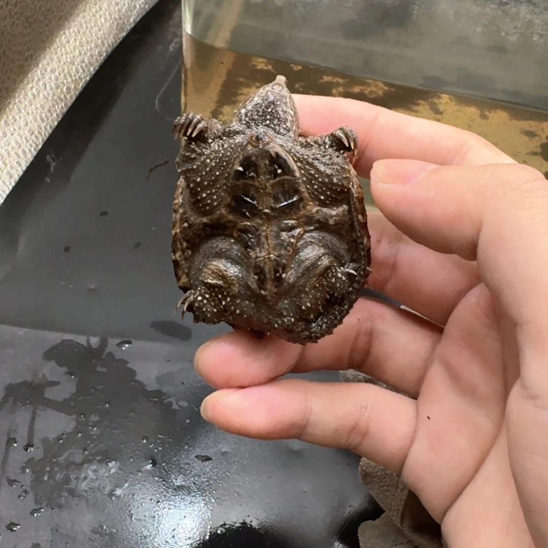 小鳄龟不分公母444