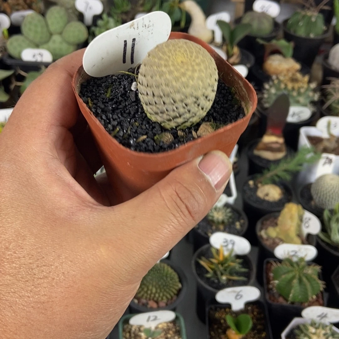 鱼鳞大吉一物一拍