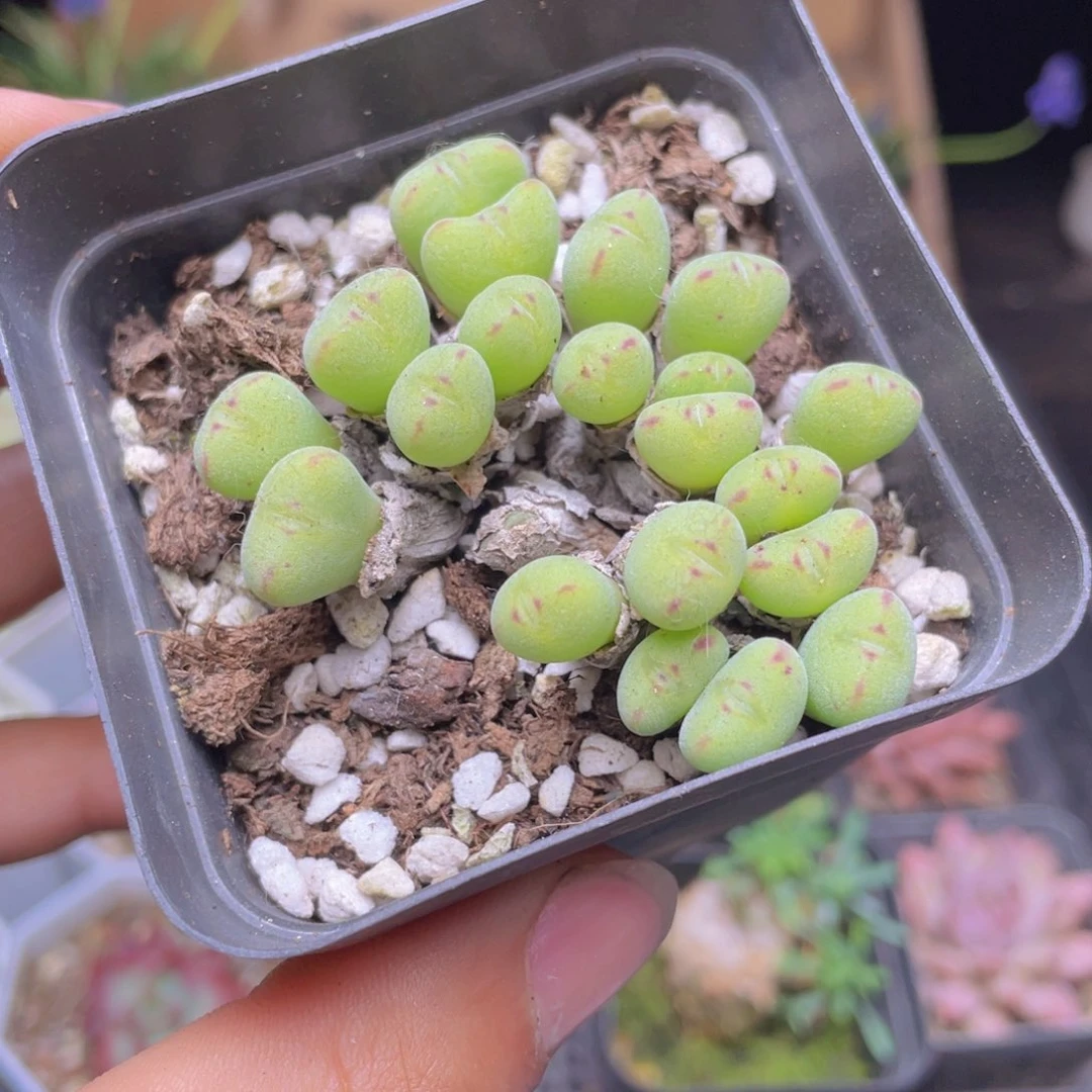 口笛多肉9.9包邮发货