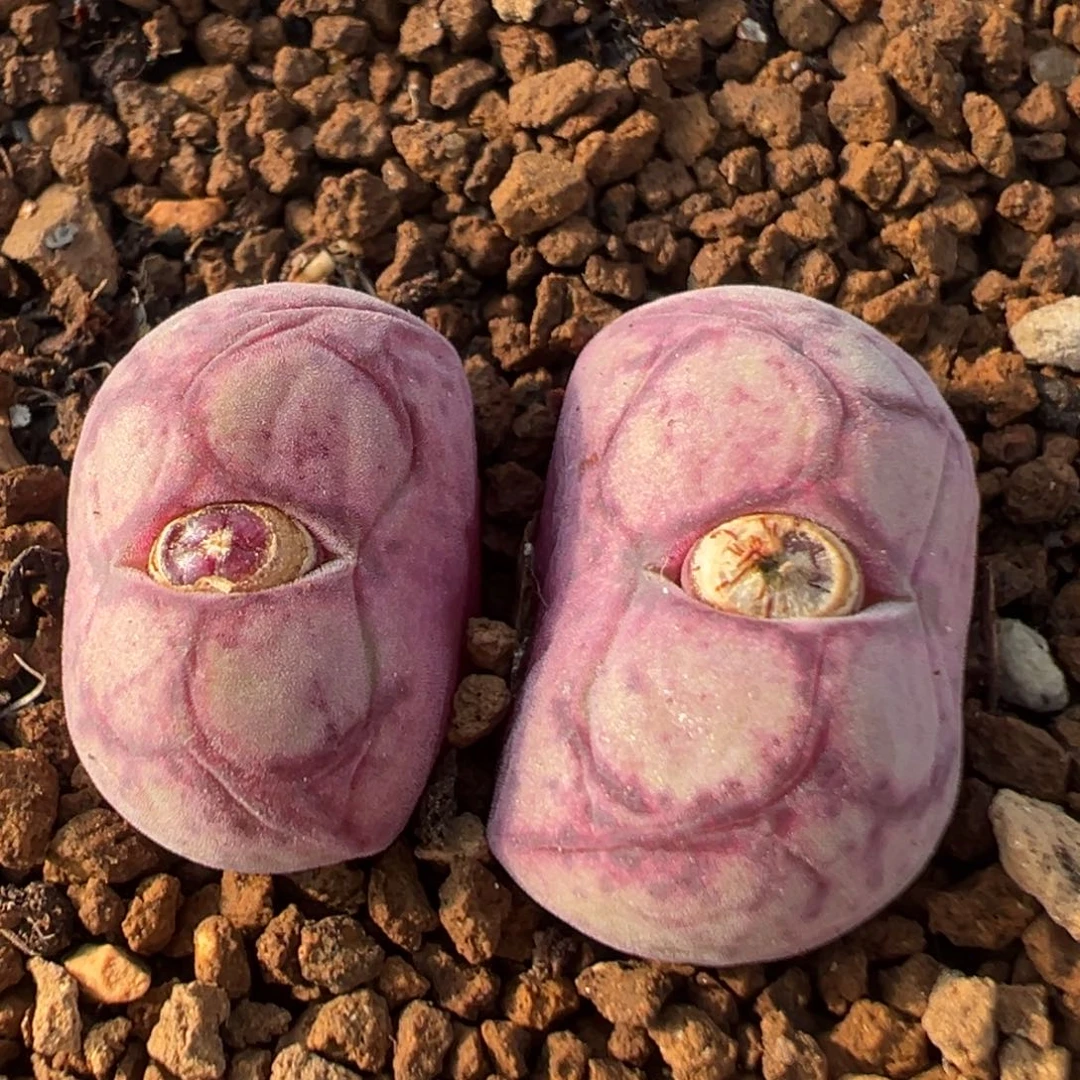 82多肉植物八重亘姬