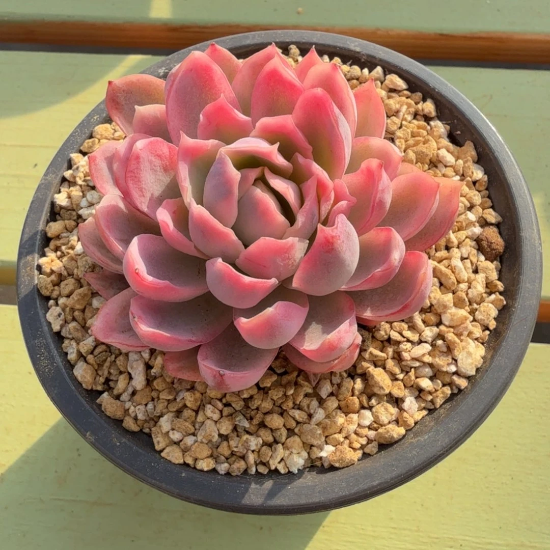 紫罗兰女王锦锦上园艺一物一拍