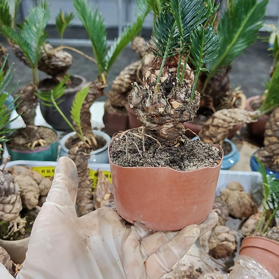 无花朵白鳞铁盆景基地价