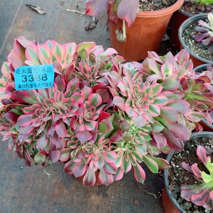 香妃缀3388多肉植物