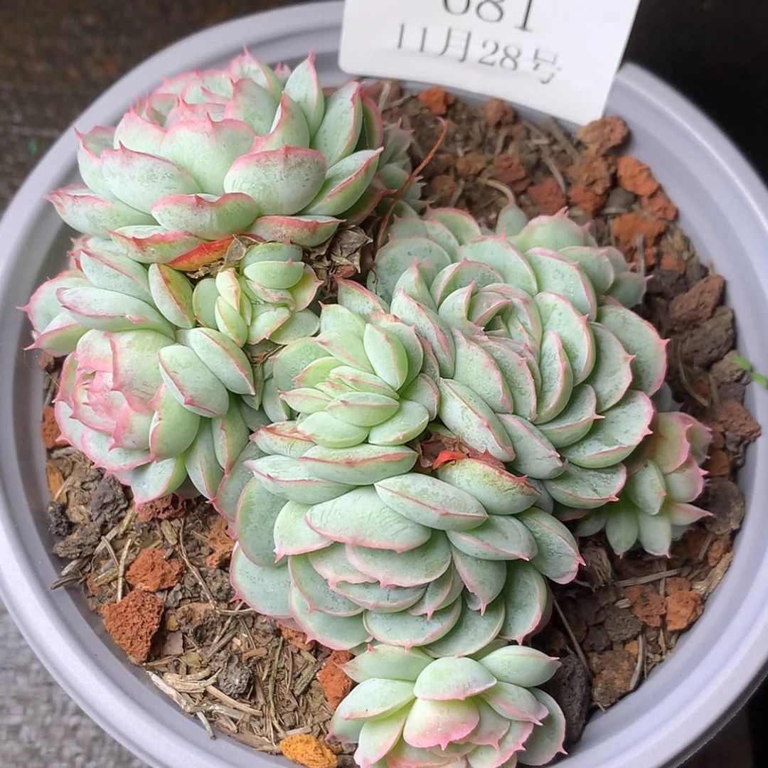 【闪购商品】云681号