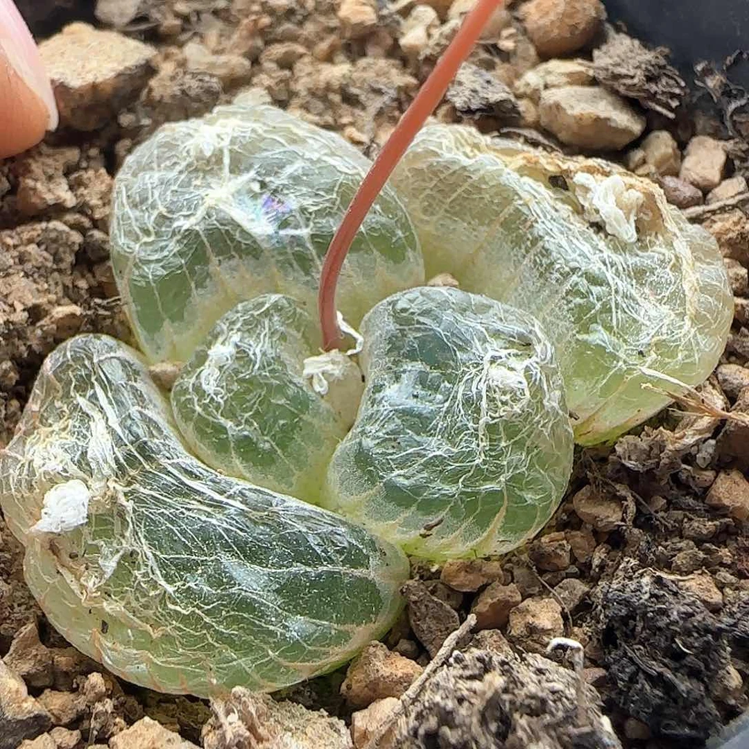 28包邮脱土发货28522