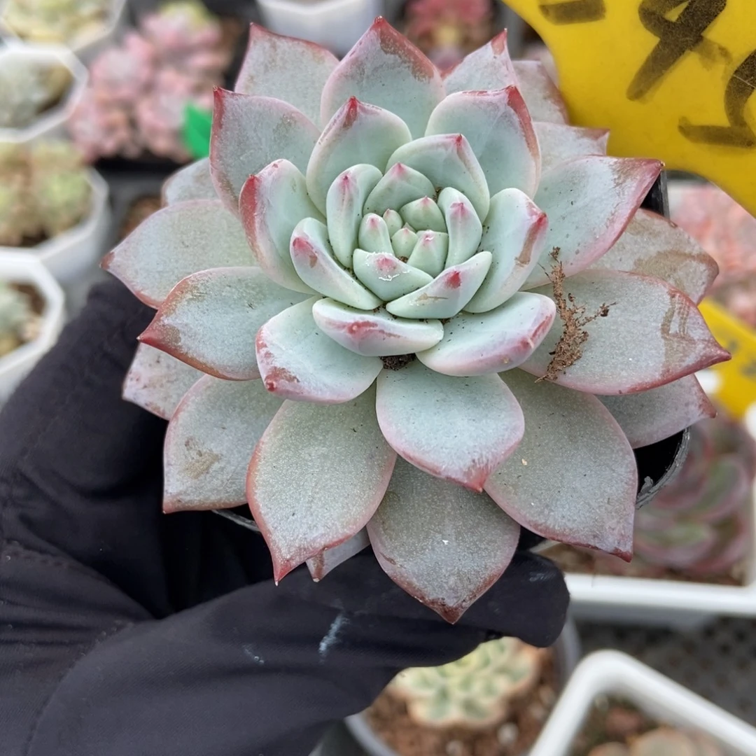 545粉蓝鸟多肉植物