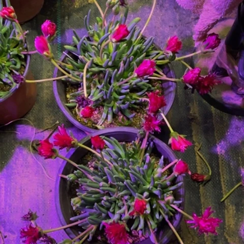 两盆多肉植物4588