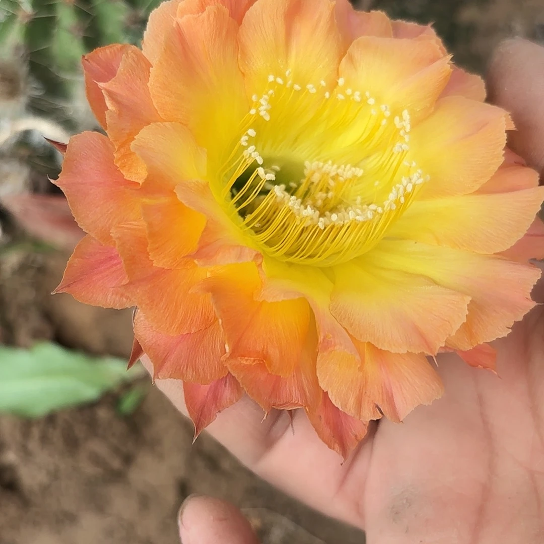 188 实生球20包邮瑕疵