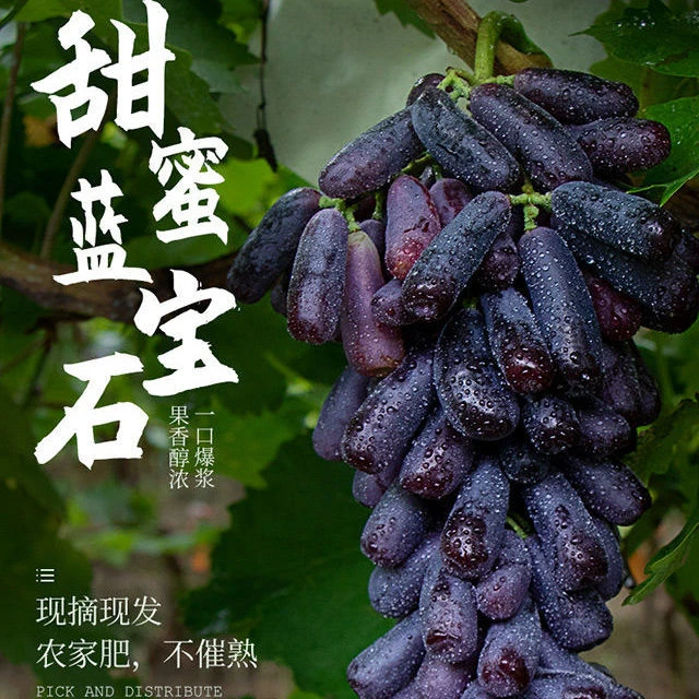 【顺丰包邮】D四川大凉山蓝宝石葡萄金手指美人指无籽黑提整串发货
