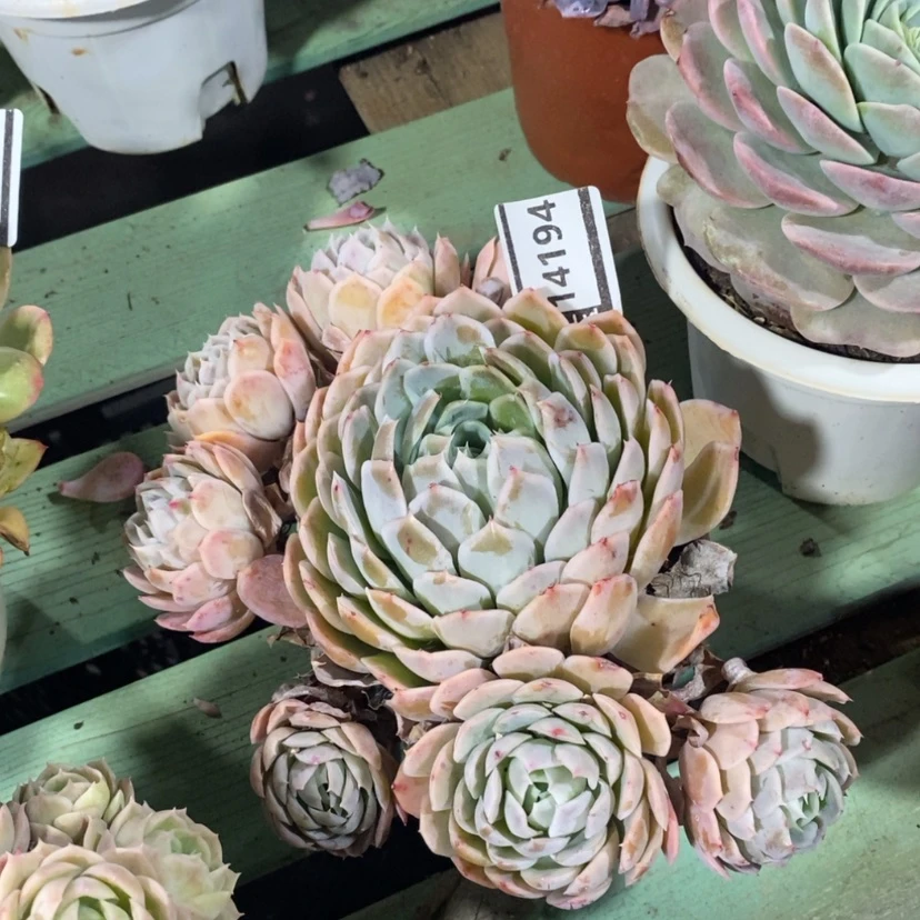 【闪购商品】杂14194