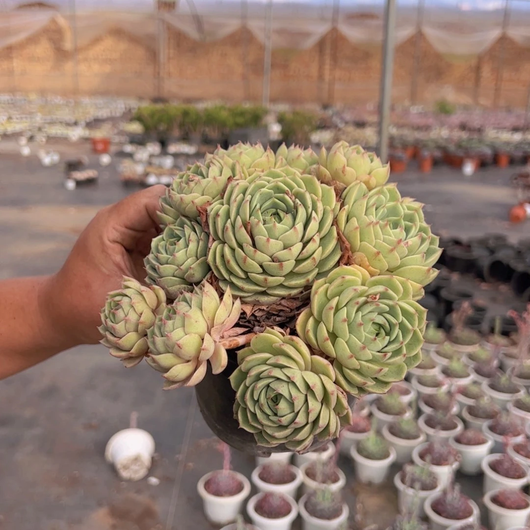 笨吧蒂斯手捧老桩