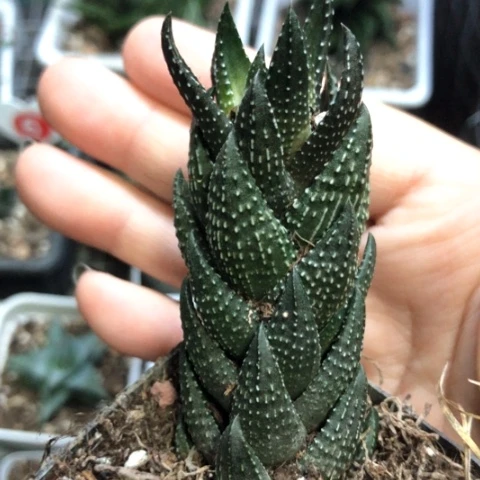 九轮塔硬叶带盆发货