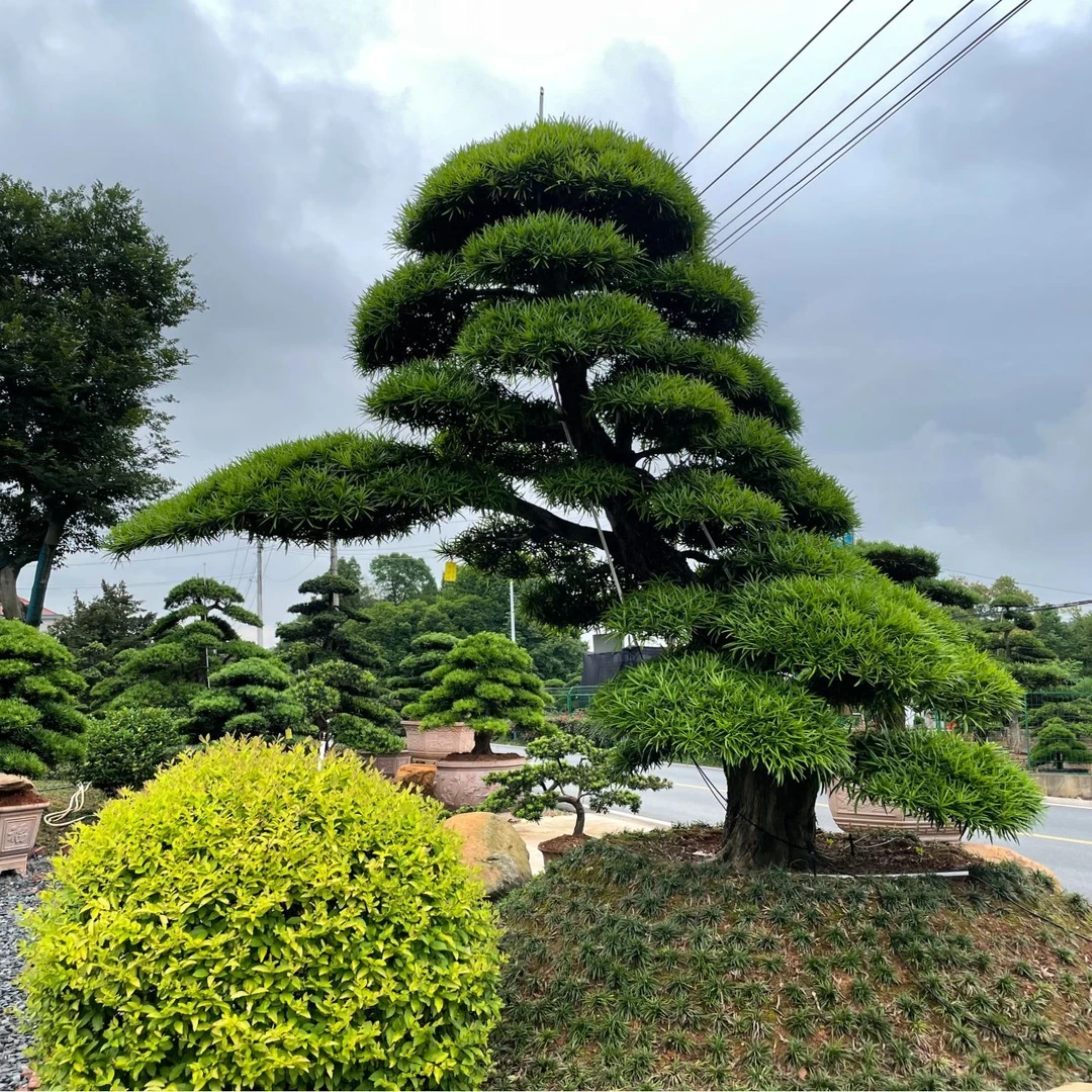 精品罗汉松别墅绿化花园植物造型树高端苗木