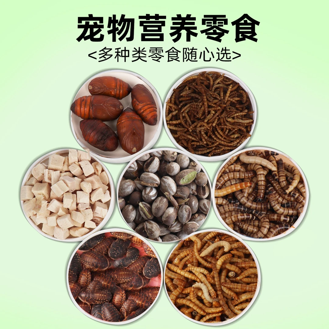 蜜袋鼯仓鼠零食面包虫蚕蛹花枝鼠金丝熊吃的虫子玉米虫鲜虫粮食
