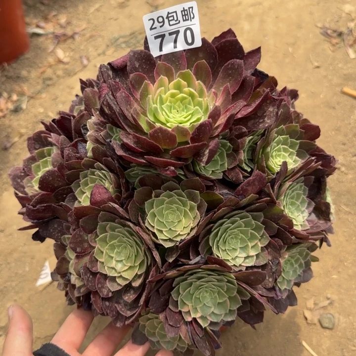 万花筒……多肉植物……