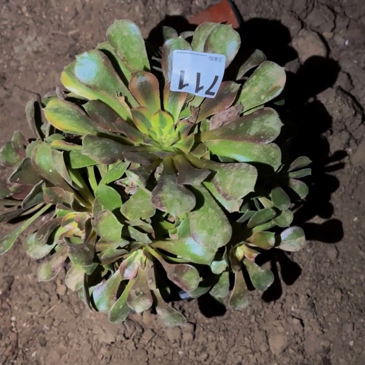 711香妃多肉植物不售后