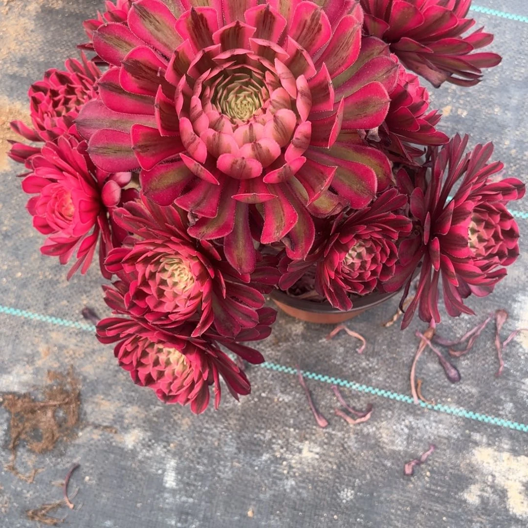 无花朵15白月光多肉植物