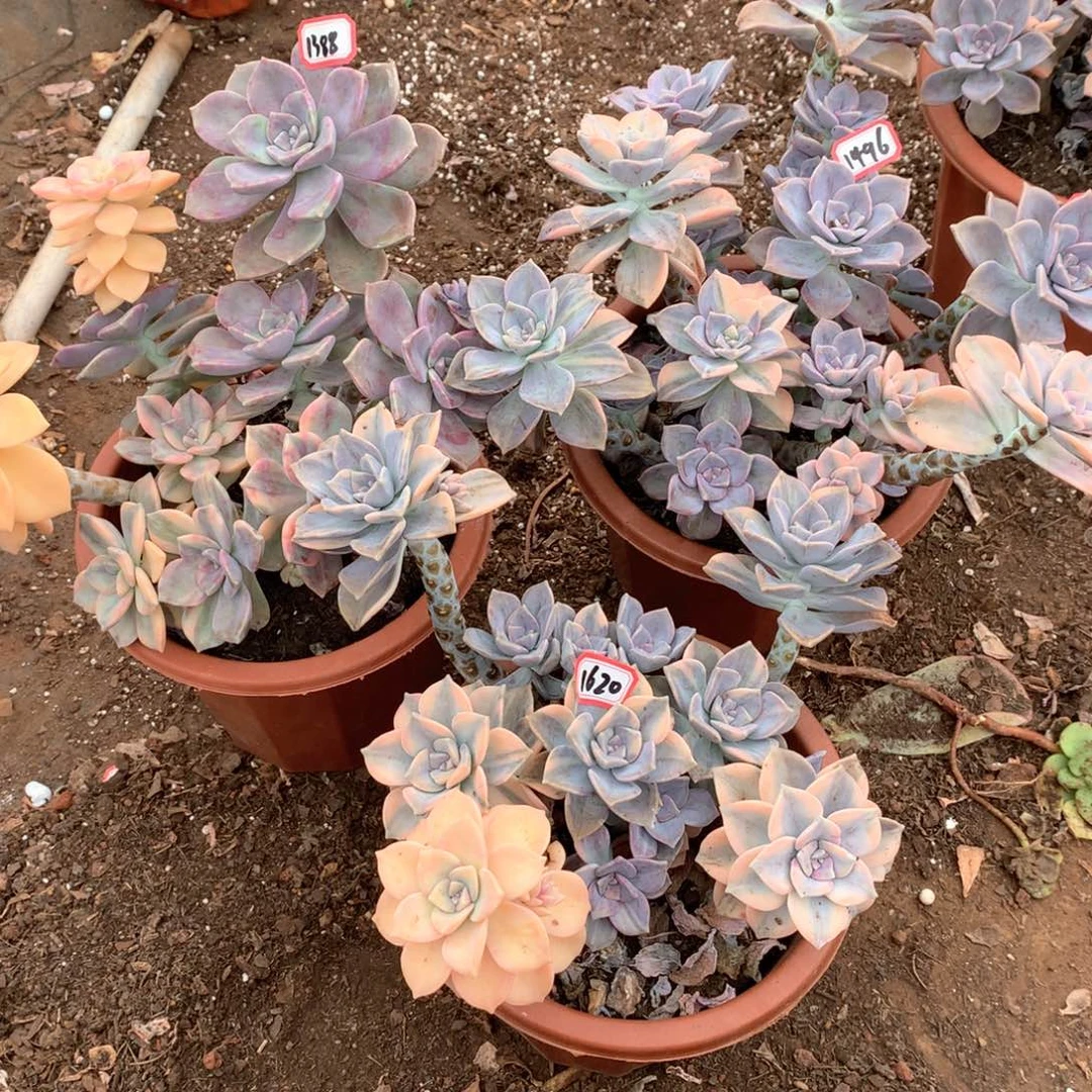 许**媛紫乐锦1388.1620.1496晓晓一物一拍