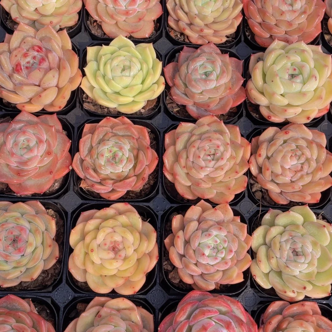 879号新年福利新品美肉组合5个