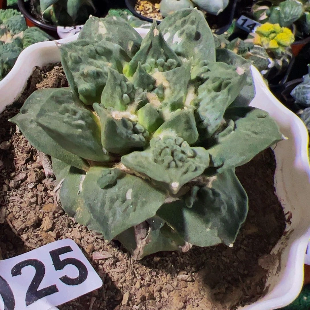 无花朵福利尖尤怒涛牡丹025