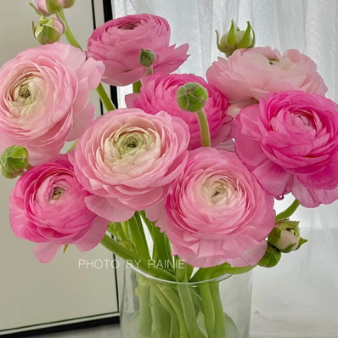 洋牡丹一把家居插花不含花瓶 颜色可备注