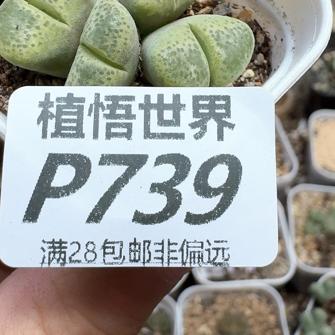 的植物的润泽奋斗fg