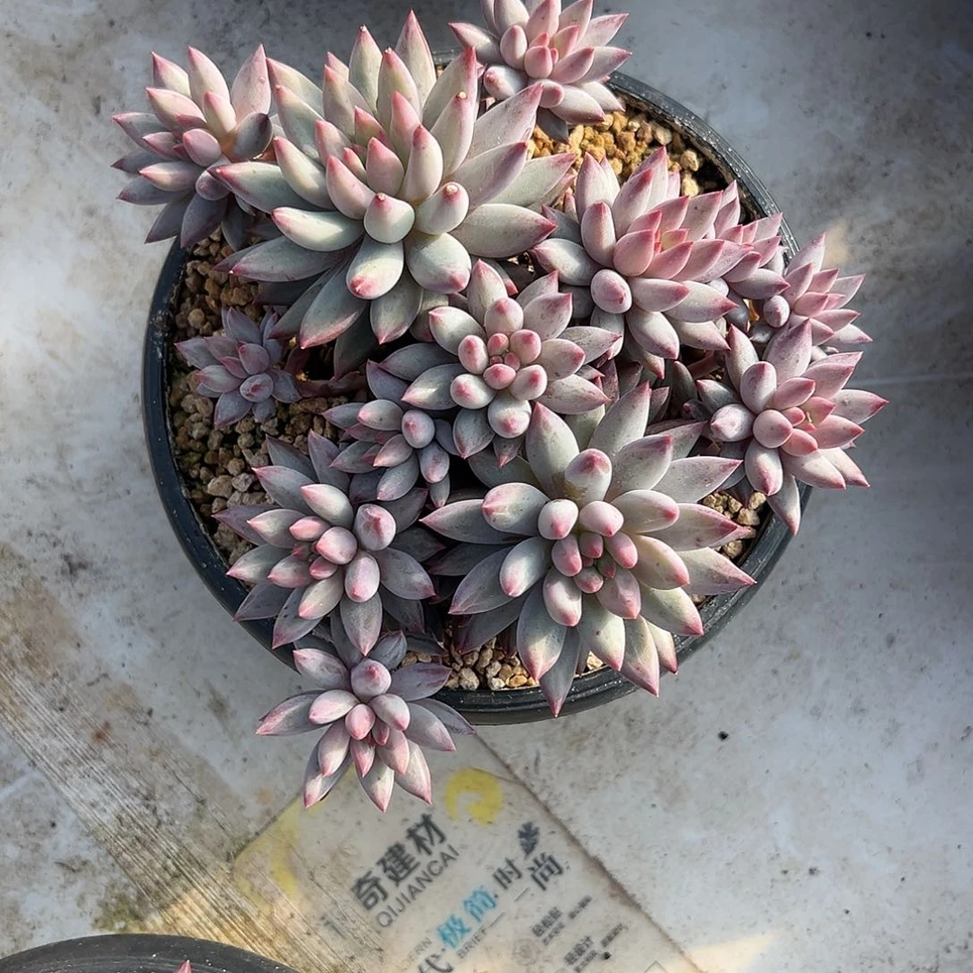 【闪购商品】流沙虞美人