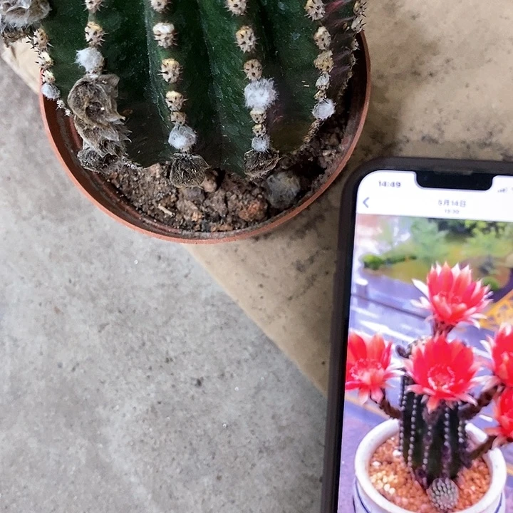 红金刚，高6-10公分左右