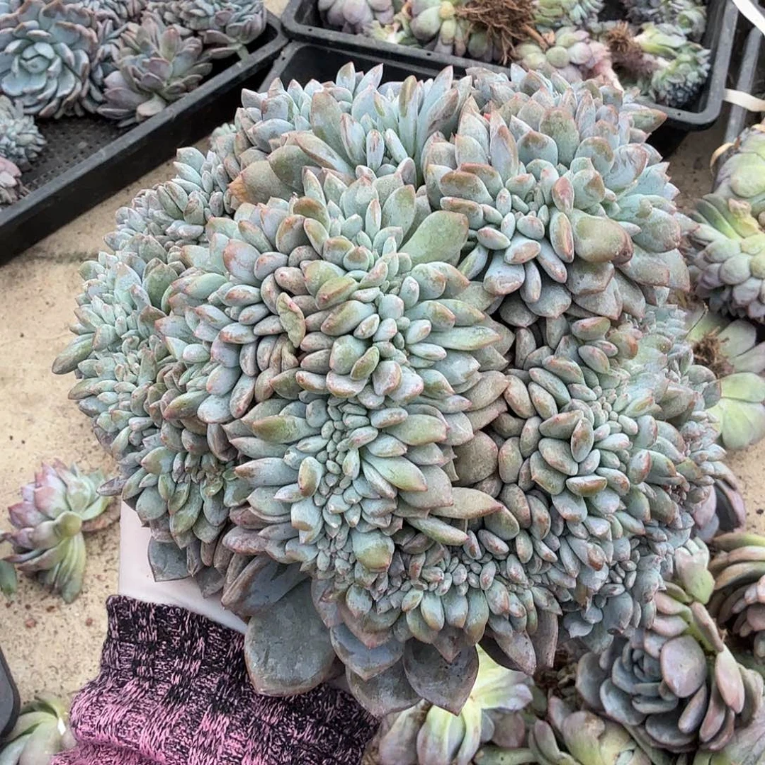 瑕疵福利呀呀呀呀呀呀