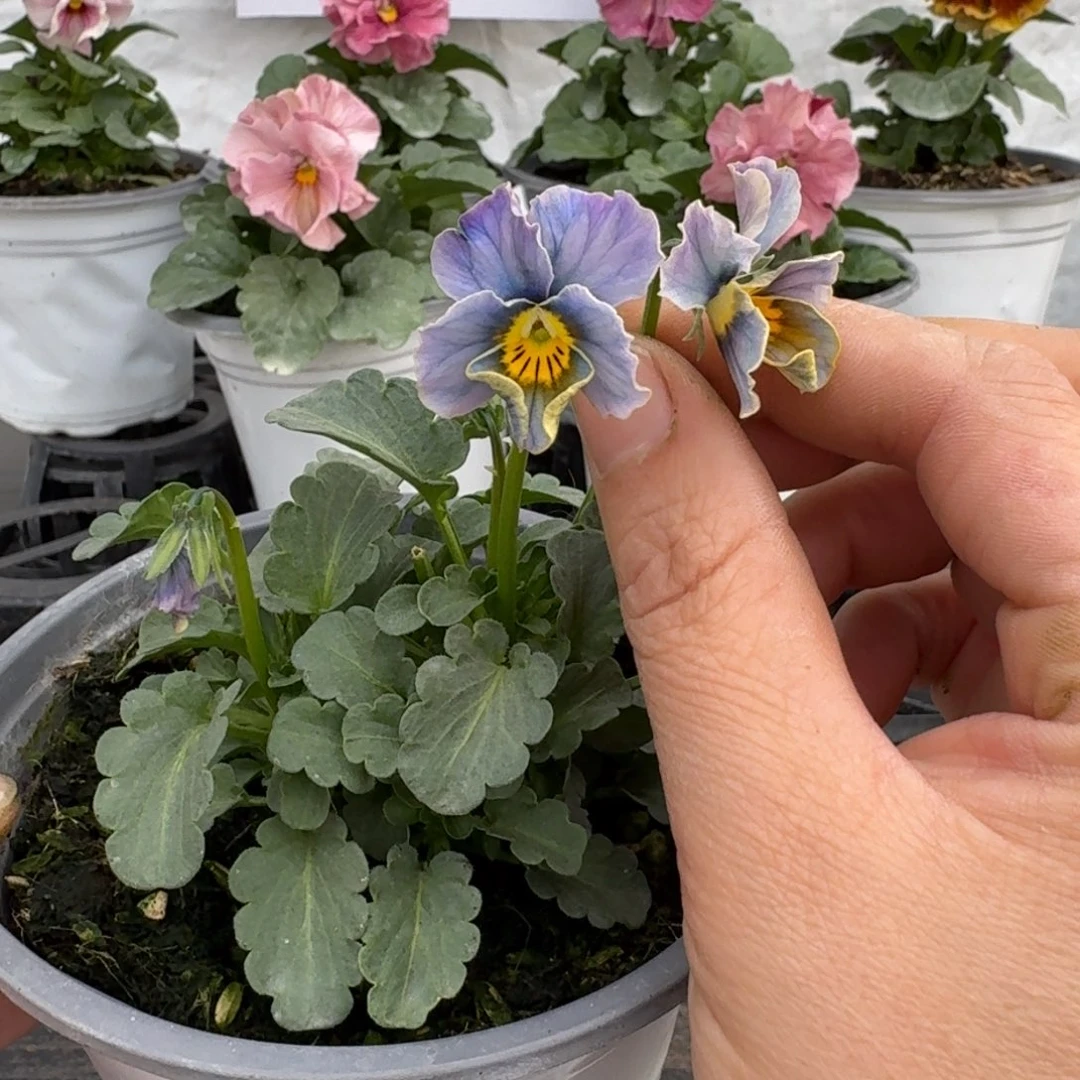 全部花朵814号青金石