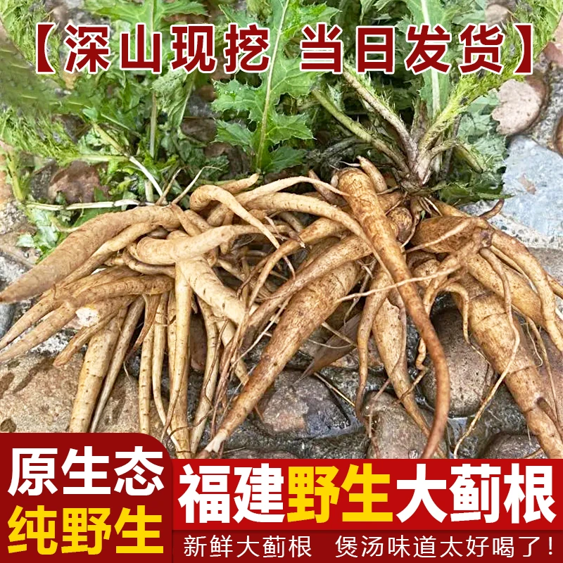 福建大蓟根新鲜煲汤食材 马刺根 猪母刺大刺盖山萝卜内叶刺中草药