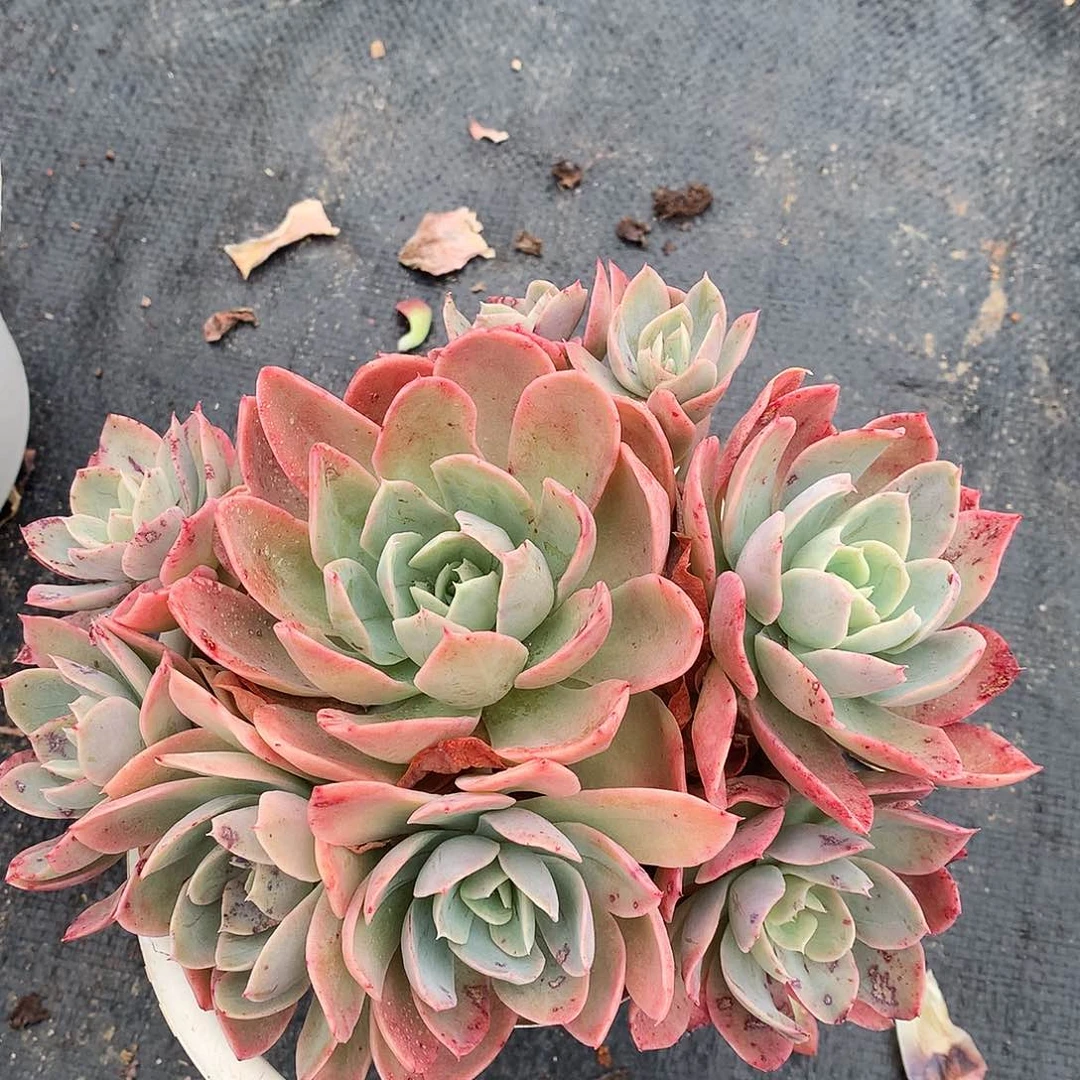 丝绸面纱一物一拍10.9